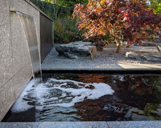Japanese style garden with water feature, boulders and a Japanese maple