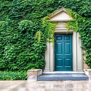 English Ivy from Garden goods direct on a stone house with a blue door