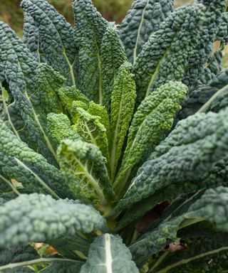 cavolo nero growing in a veg bed