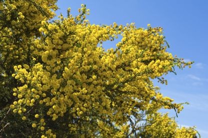Large Yellow Flowered Acacia Tree