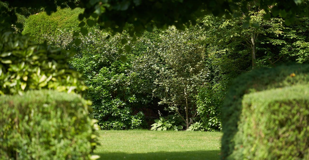 hedges and trees in a garden