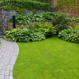 Abundant Hostas growing in curved borders around lawn and in a stone-built raised bed