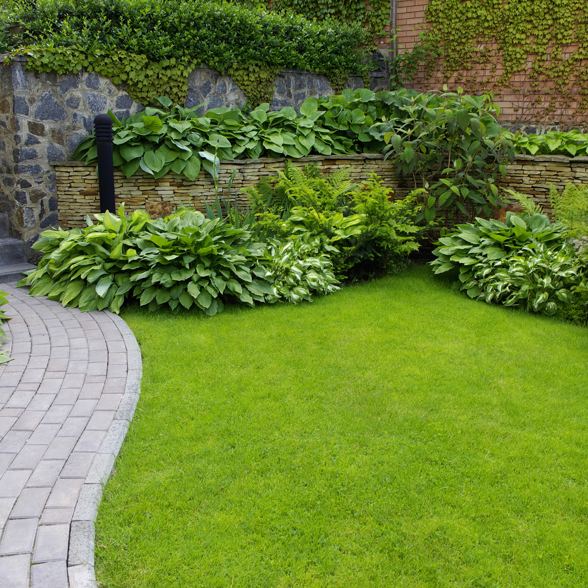 Hostas in border around lawn