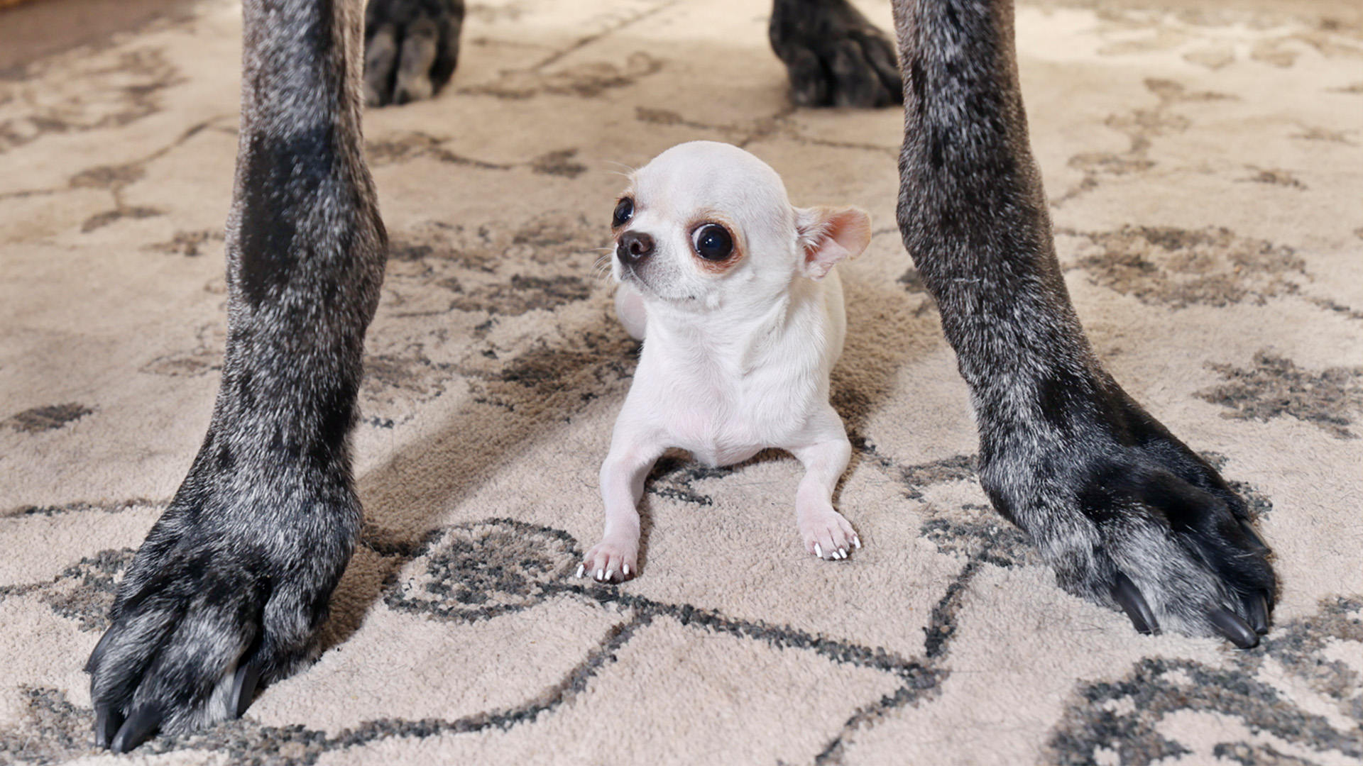 World’s smallest dog between the feet of world’s tallest dog