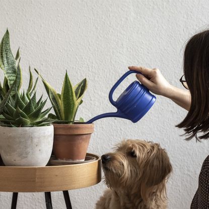 Woman waters snake plants on a table while a brown dog watches