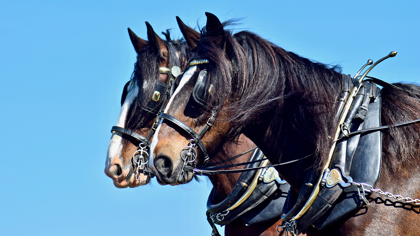 London Shire horses