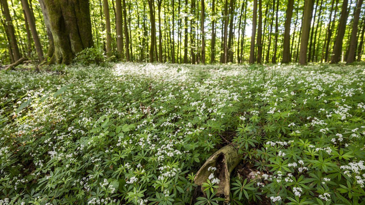 Sweet woodruff, or Galium odoratum, growing along a forest floor during summer