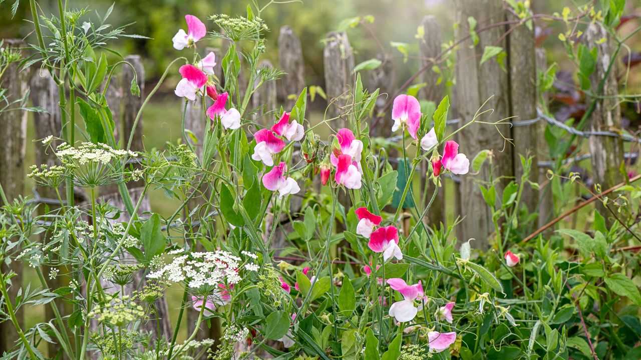 Sweet peas growing in garden