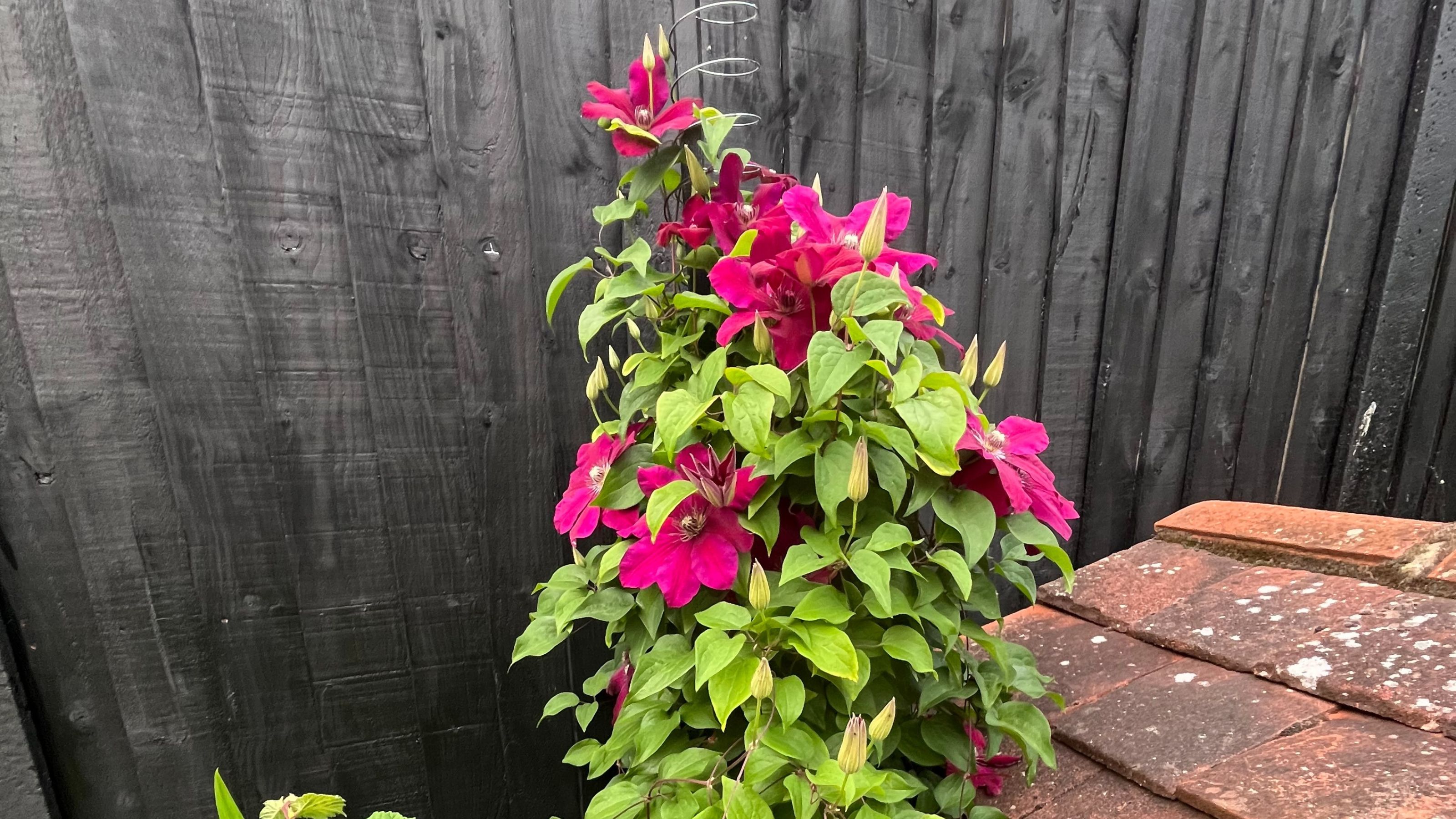 Clematis growing on DIY Slinky plant support