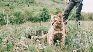 Person walking cat in a meadow