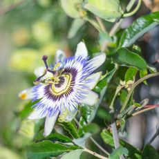 Blooming passion flower