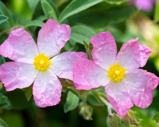 Pink and white flowers of cistus Grayswood Pink AGM