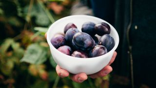 hand holding bowl of plums