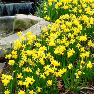 Tete a Tete Daffodil