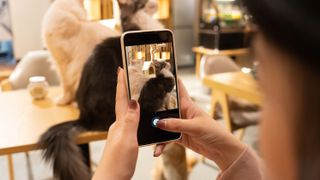 Woman taking photo of her cats