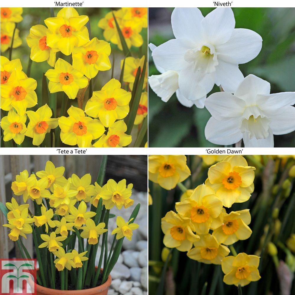 The best spring bulb deals available right now | Homebuilding