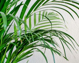 close up of an Areca Palm in a house