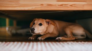Anxious dog hiding under bed