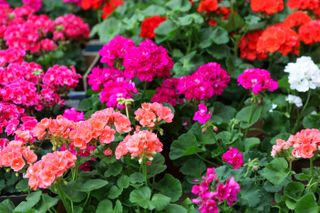 A close-up of red, pink, orange and white geraniums