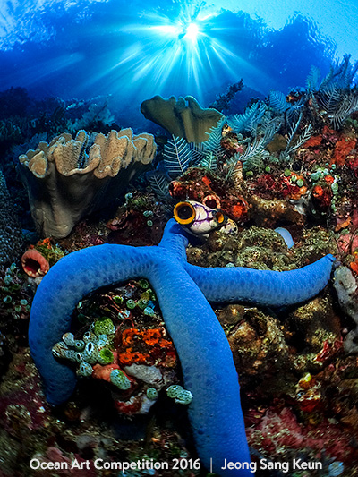The first prize in the Reefscape category of the 2016 Ocean Art Competition went to Sangkeun Jeong for this shot of a sprawled-out sea star under the diffuse rays of the sun.