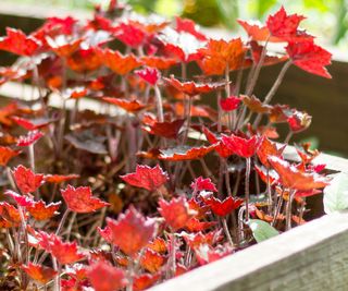 heuchera coral bells growing in raised bed