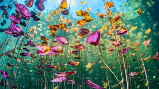 Colorful underwater flowers.