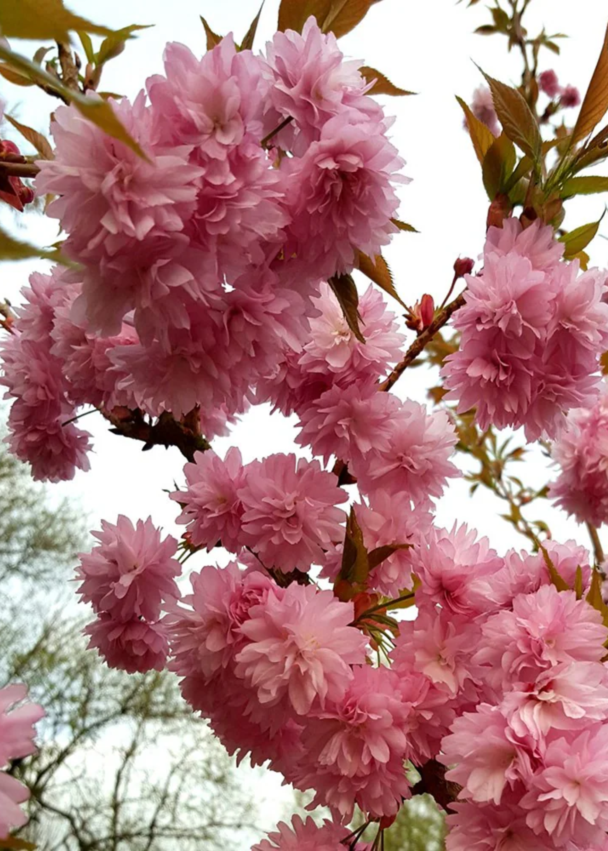 A close-up of a cherry blossom tree