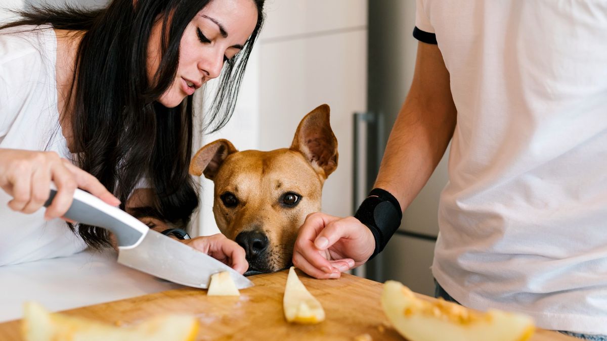 Dog watching owner chop up cantaloupe