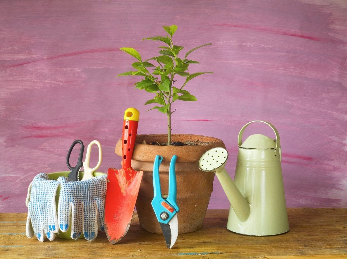 How To Repot A Lemon Tree What