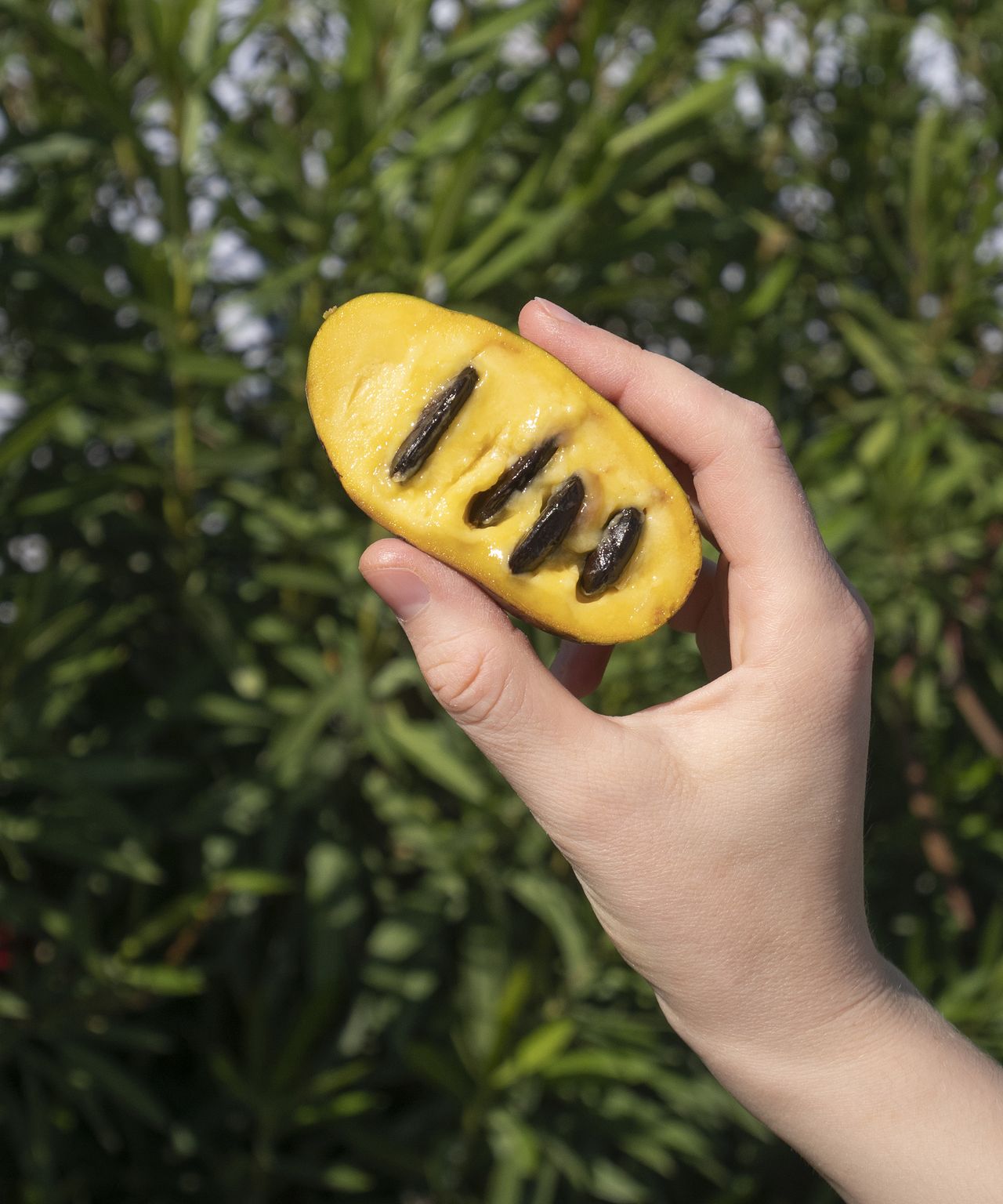 Pawpaw tree care and growing guide –expert tips for success | Homes and ...