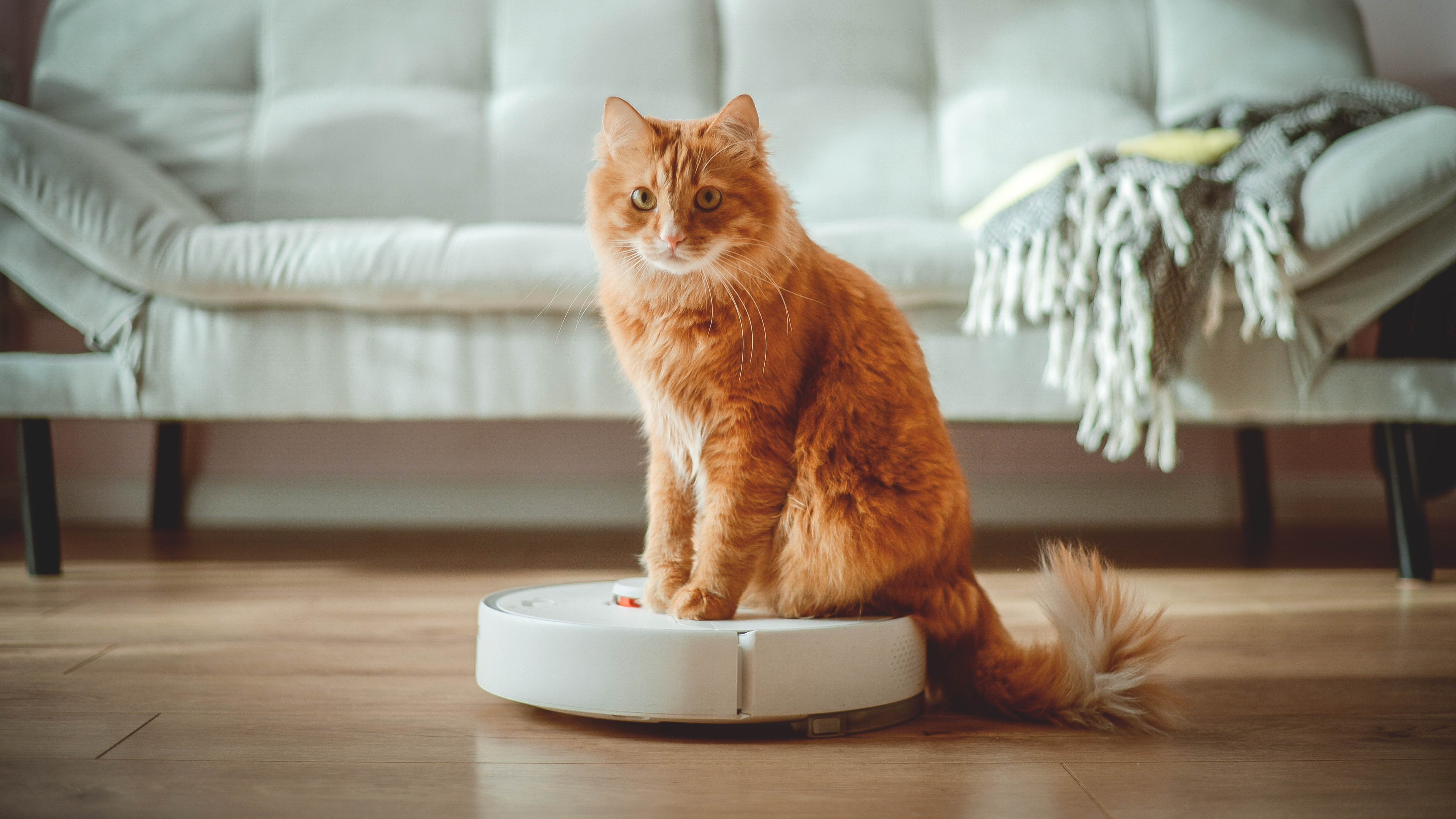 Cat sitting on top of a white robot vacuum