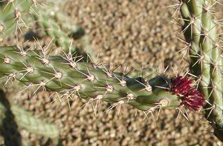 cholla, areoles