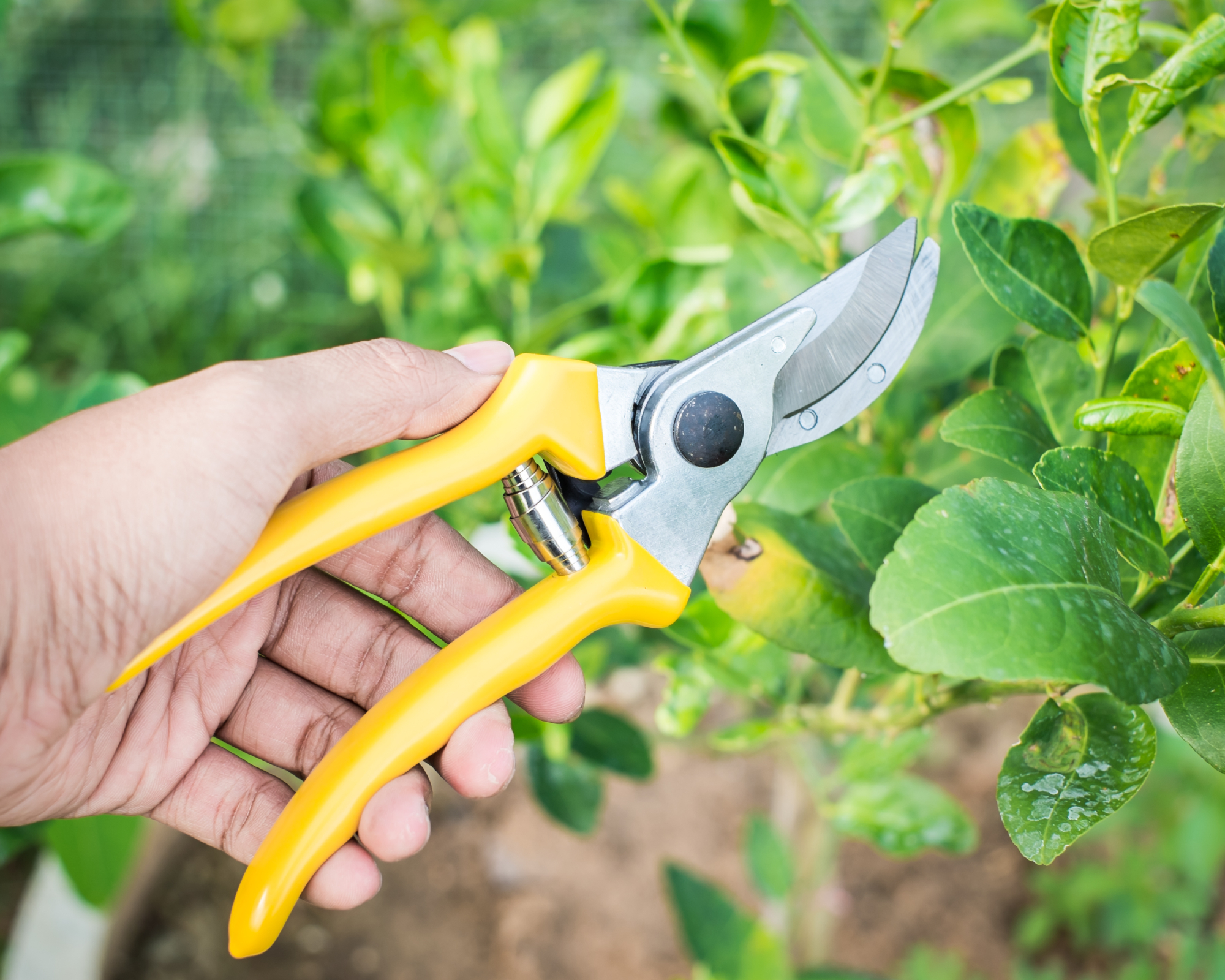 pruning shears cutting twig of tree in garden