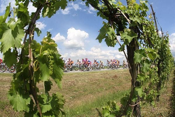 The view of the peloton through the vines of a winery.