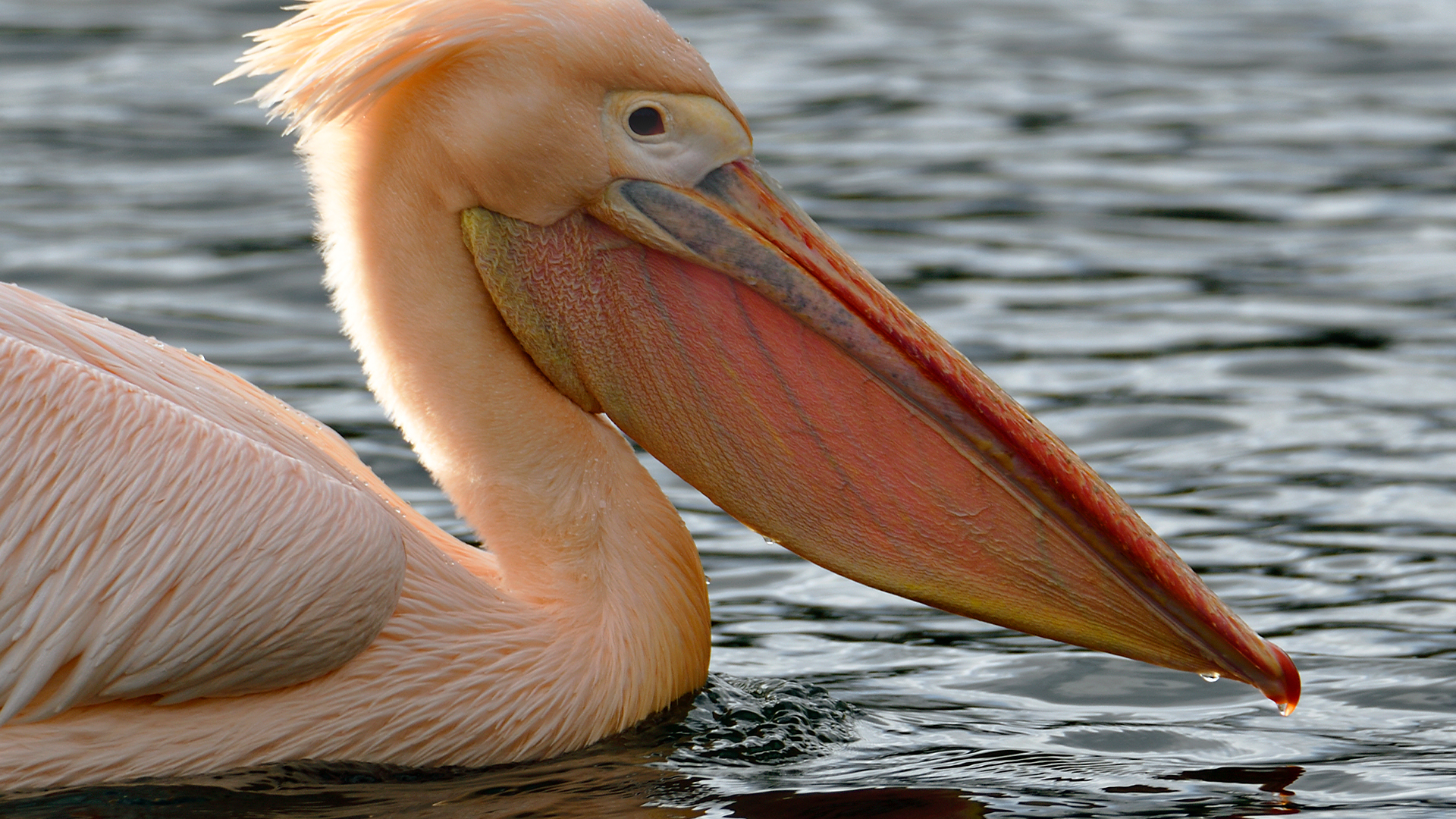 Grande pelicano branco.