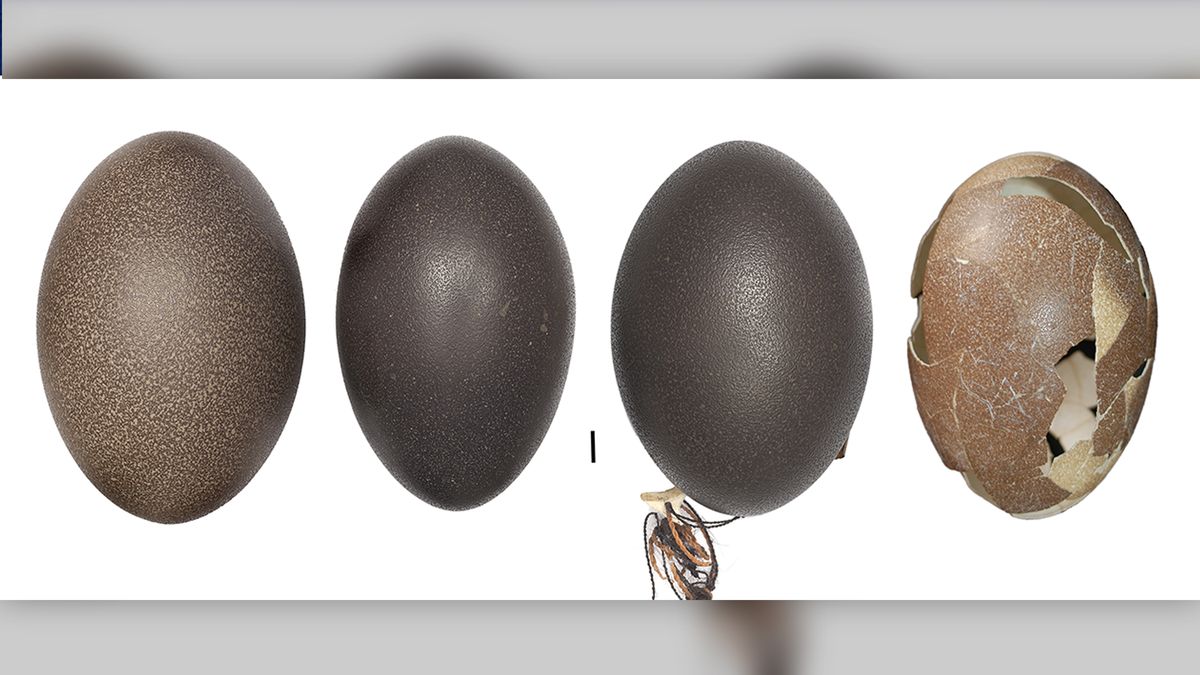 Drawf Emu Huge egg from extinct dwarf emu found in sand dune | Live Science