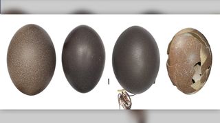 From left to right: The egg of a mainlandemu; Tasmanian emu; Kangaroo Island emu; and King Island emu. All of the emus, except for the mainland bird, are now extinct. Scale bar, 10 mm.