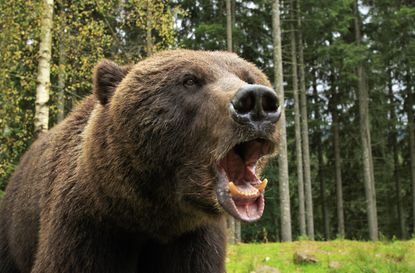 Furious wild bear in the wood roars showing his teeth