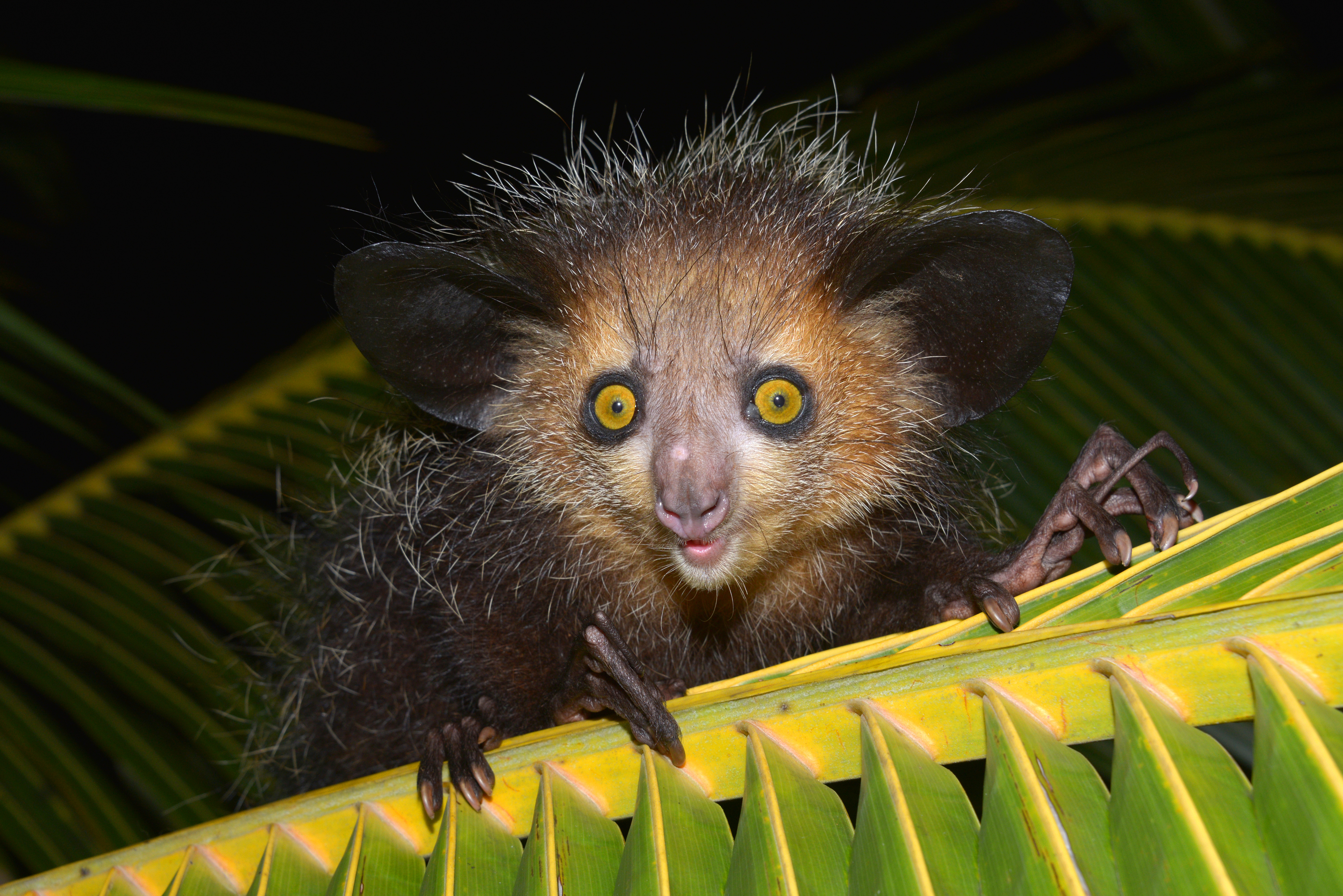 Aye-aye -Daubentonia madagascariensis- on a palm frond, Masoala Peninsula, Madagascar.