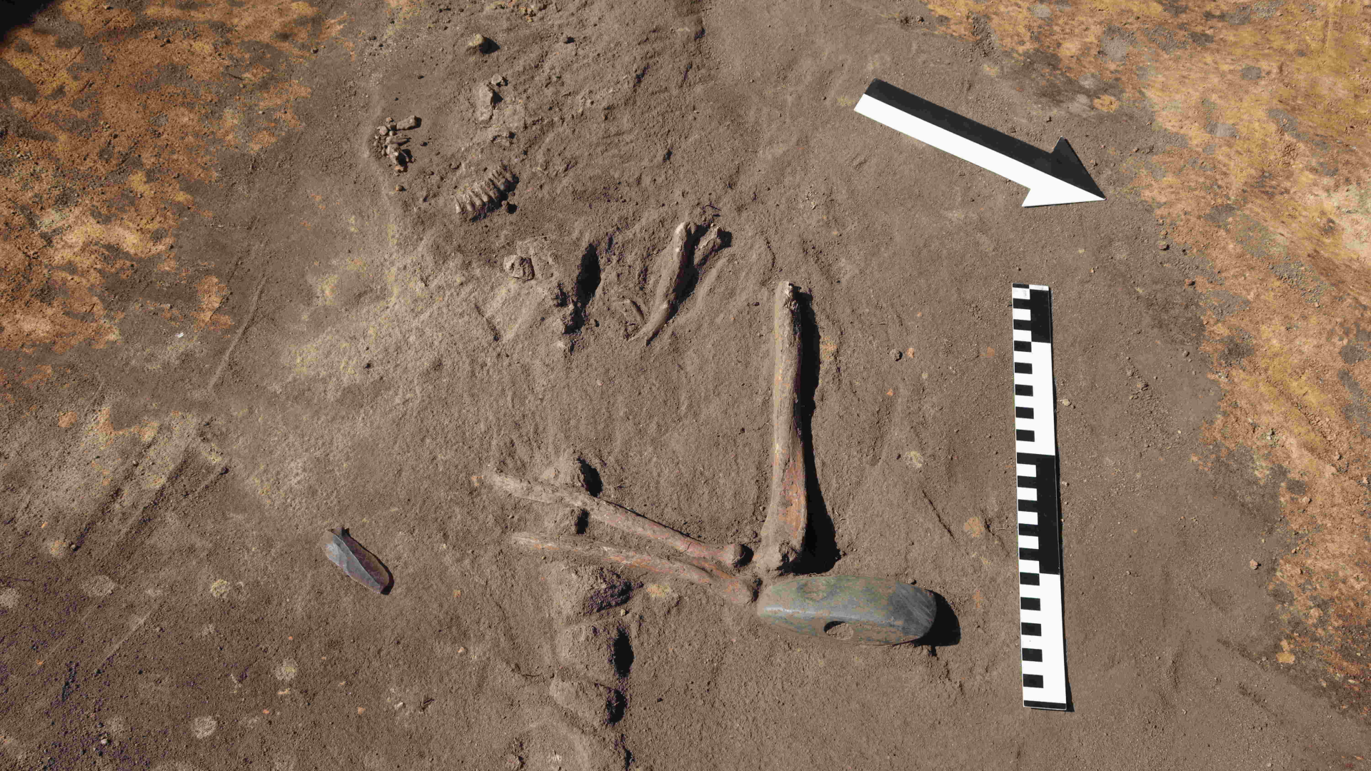partial remains of a human skeleton being excavated from the dirt with a stone ax and measurement tool