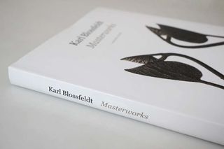 The cover of Karl Blossfeldt's collection of masterworks.
