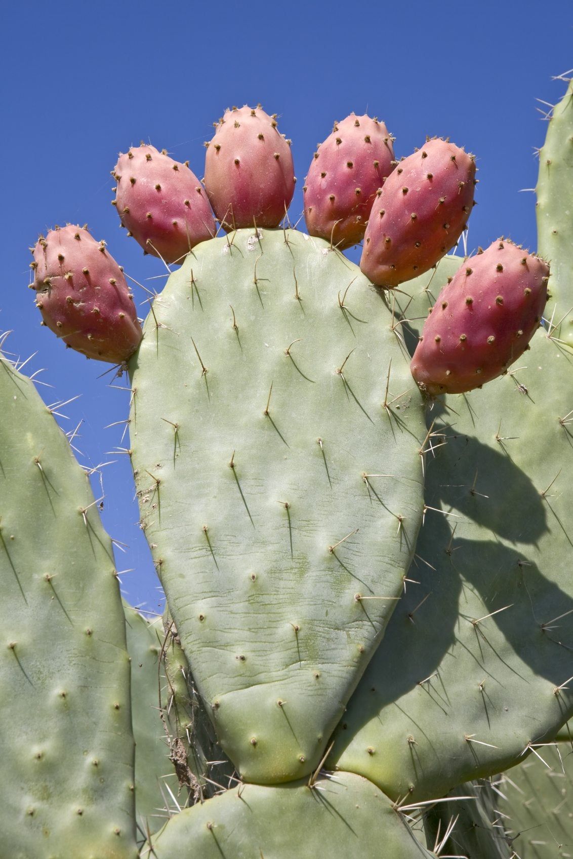 prickly pear fruit