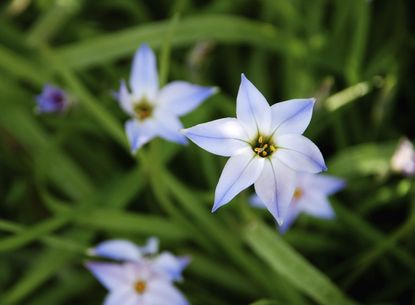 White Petaled Blue Tipped Ipheion Starflowers