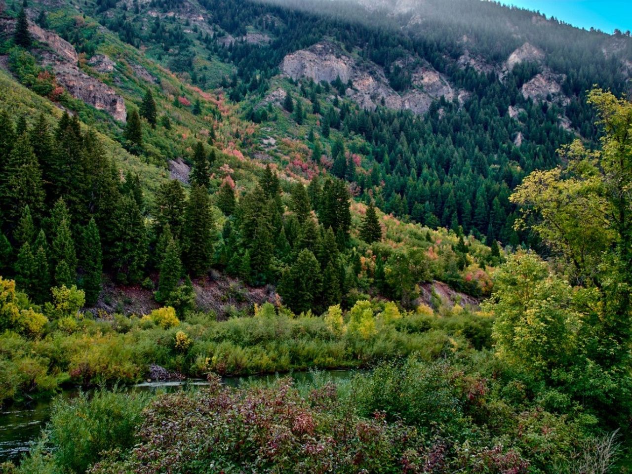 Trees in a valley in Provo Canyon, Utah