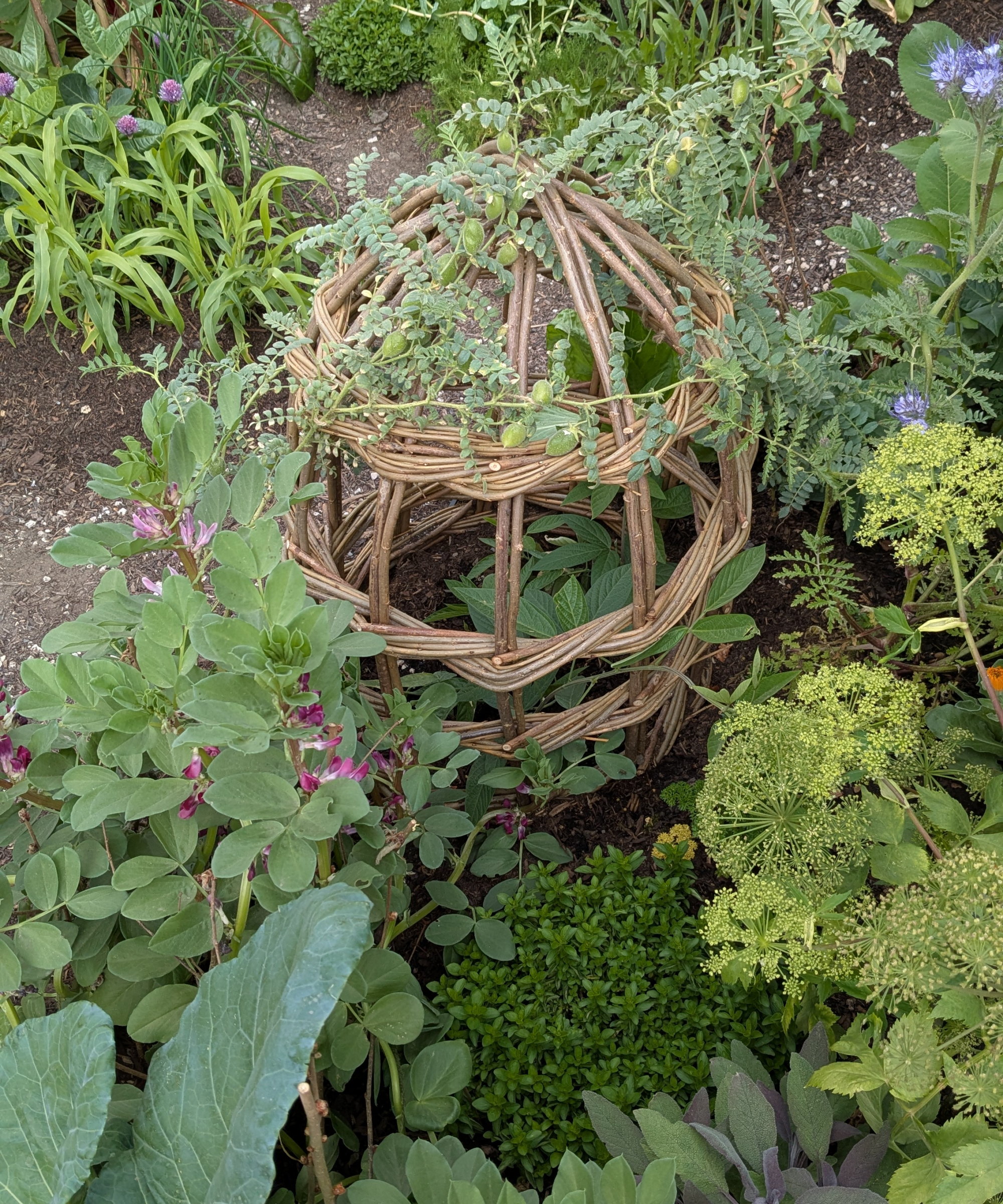 Chickpeas growing in the Garden of the Future at the RHS Chelsea Flower Show