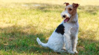 Fox terrier sitting