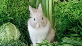 rabbit sat among green vegetables