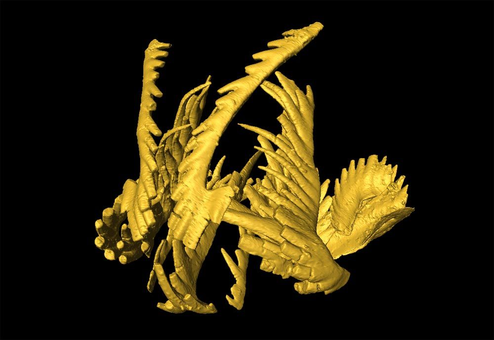 A 3-D model of a conodont&#039;s mouthparts