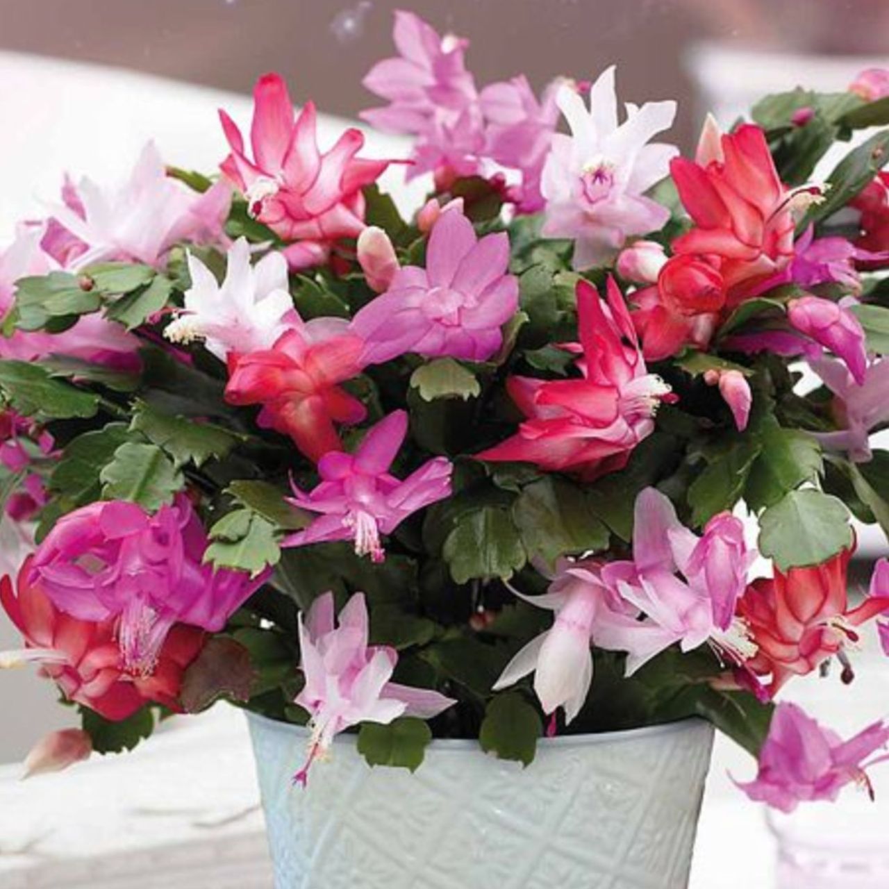 How to perk up a droopy Christmas cactus | Ideal Home