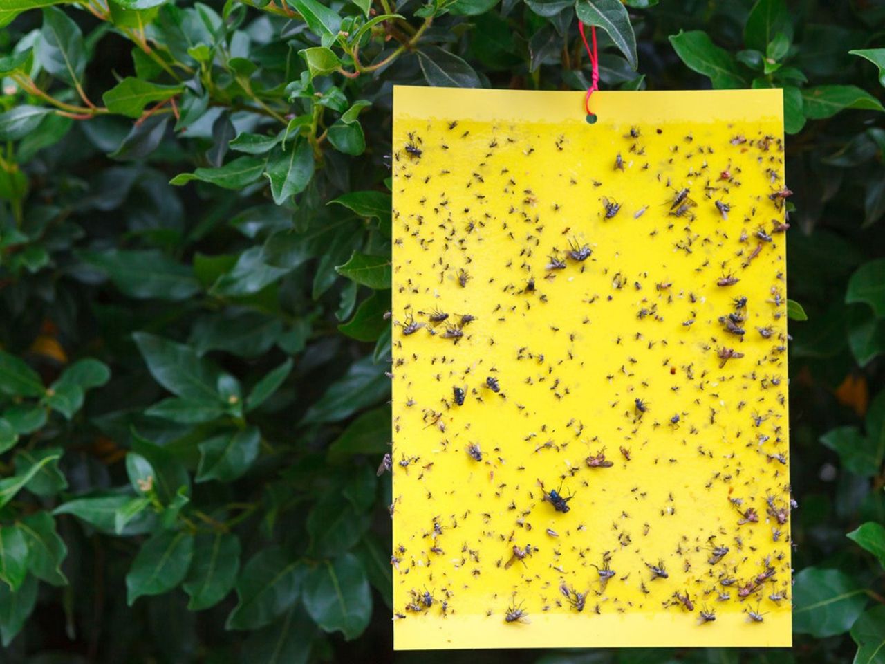 Yellow Sticky Trap Full Of Insects